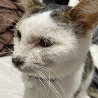 りんた