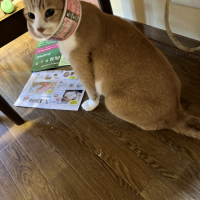 こいな