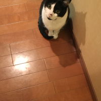 にぼし
