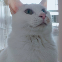 サクラ
