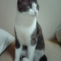 トトメスさん（2014angel)