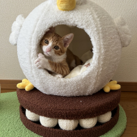 るる