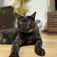 アッシュ