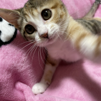 おちゃこ