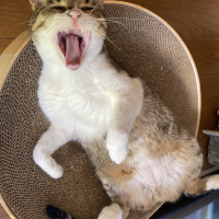 胡蝶