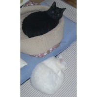 ハンディなふたり