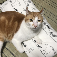 かどまつ