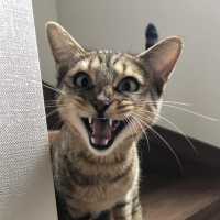 幾松　いくまつ