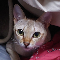 あぱらぎ