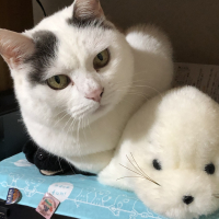 さくら