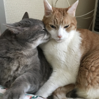 ふくまる　銀