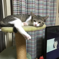 ねぎ