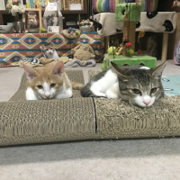 碧(あお)