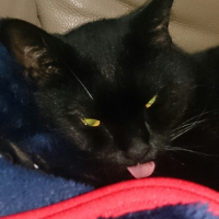 黒豆チェルシー