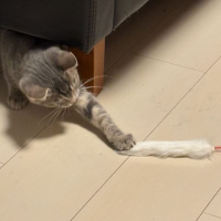 デッシ