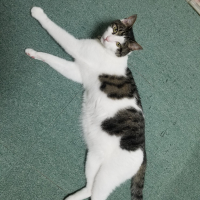 ふうた