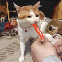 ミケ