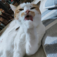 モナちゃん