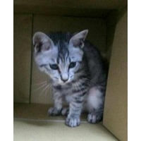 猫地　るーし　さん