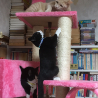 上から、ラテ２歳♂・ノリ４ヶ月♂・シオ４ヶ月♂