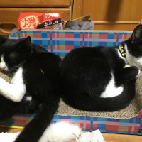 ノリチャンとシオチャン