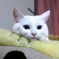 ぺん