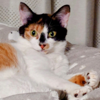 ミツバ