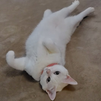 ミル