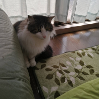 ふうた