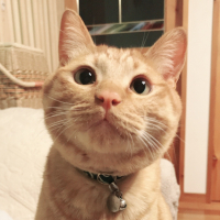 きなこ