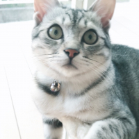 こたろう