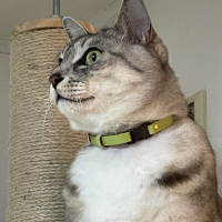 ルーク