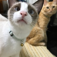 しめじ