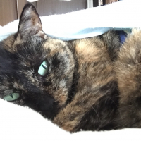 ちょこ