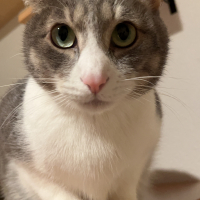 シュガー