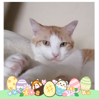 クルル