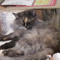 ミント