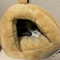 モカ