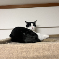 ラテ