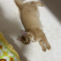 メレ