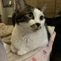 ハニー プリンセス ベラ