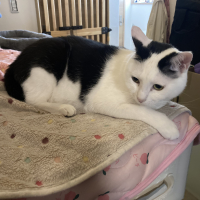 ラム アスリート テレス