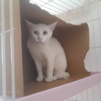 レディ シャーロット