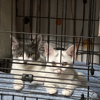 マイ エイト メーテル