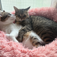 福