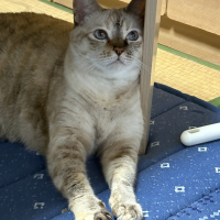ぷりん