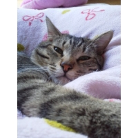 寅次郎