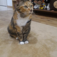 ハル