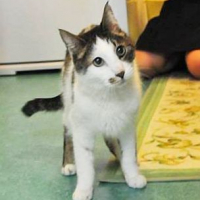 オーベルシュタイン