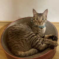 がんも